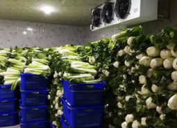 定西市漳縣127平米蔬菜預冷庫設計工程-萬能制冷